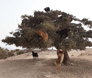 aventure dans la valee d agadir
