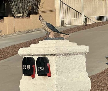 Bird Mailbox Lake Havasu City AZ