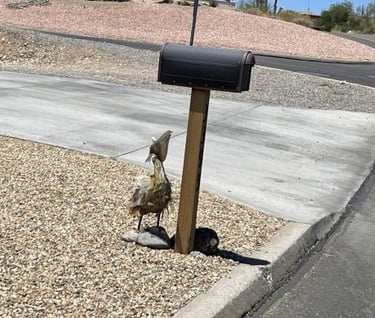 Bird to Mailbox Lake Havasu City AZ