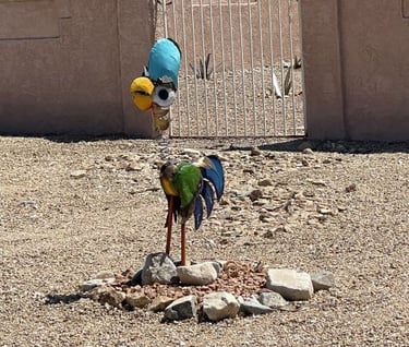 DoDo Bird Landscaping Lake Havasu AZ