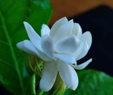 Flower of Arabian Jasmine