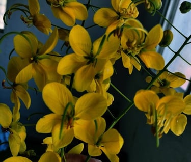 Flower bunch of Cassia fistula