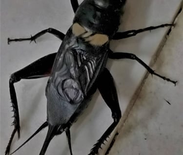 Gryllus camppesris noticed in Nizamabad,Telangana