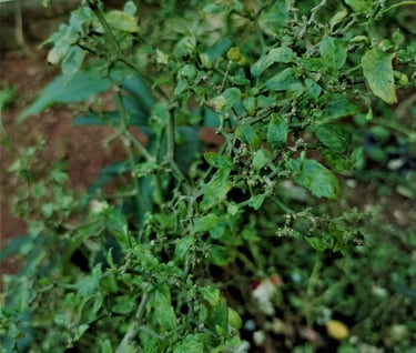 Disease affecdted chilly plant