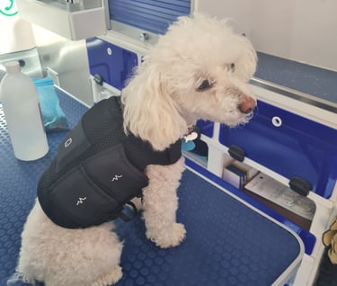 mascota en veterinaria a domicilio en Murcia