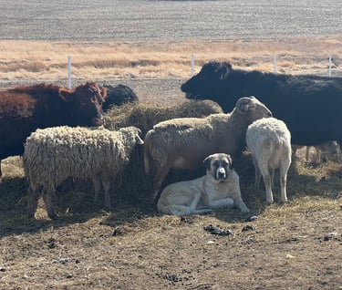 a dog is laying down on the ground while sheep and cows graze