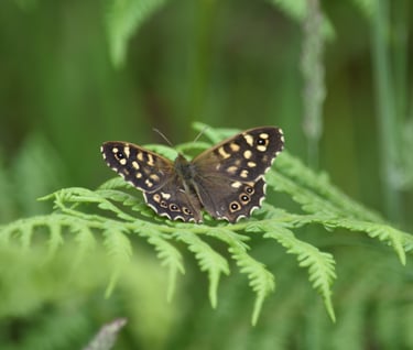butterfly on a fern leaf