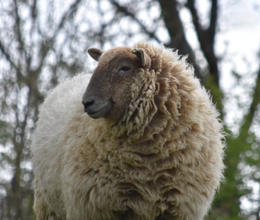 a sheep standing in a field with trees in the background