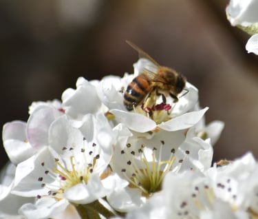 a bee on a blossom