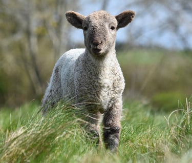 a lamb standing in tall grass with trees in the background
