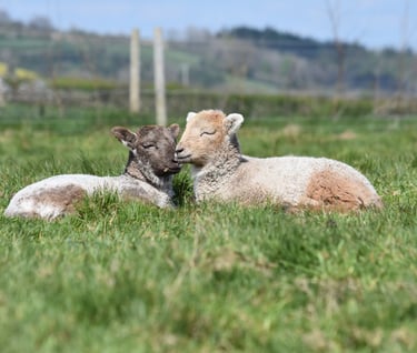 two lambs are asleep in the grass