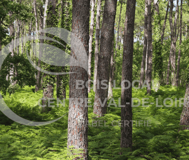 une forêt rempli d'arbre avec beaucoup de verdure
