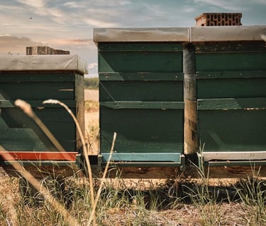 Bienenstöcke in der Natur