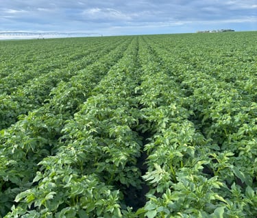 image of healthy potato field