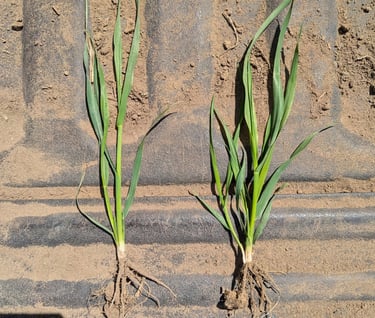 comparison of early season cereal plants between regenerative and conventional practices