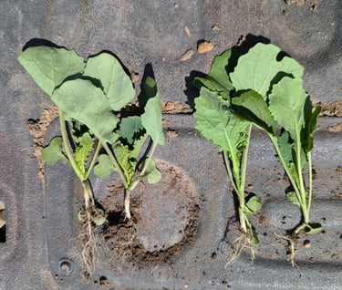 comparison of early season canola roots between regenerative and conventional practices