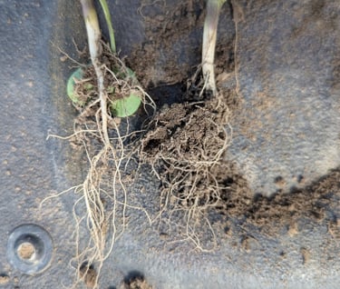 comparison of early season canola roots between regenerative and conventional practices