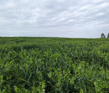 image of a mixed species forage crop field of rye and peas and clover