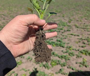 image of early season canola in regenerative soil