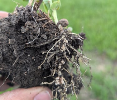 image of early season peas with plentiful nodulation with rhizobium bacteria