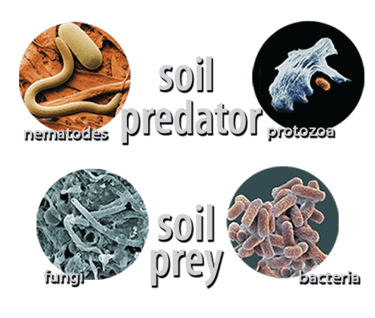 graphic image of soil predator prey relationships