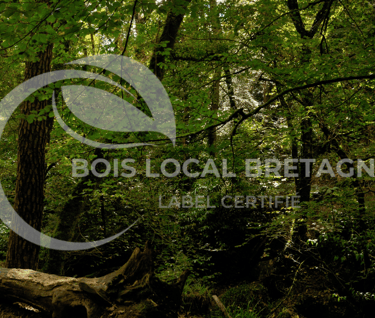 Une foret remplie de verdures et d'arbres très sombre