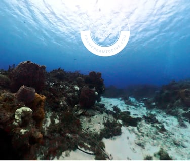 Underwater landscape 1