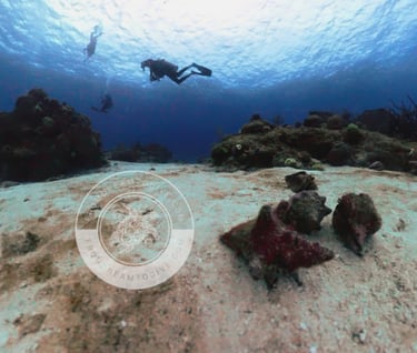 Underwater landscape 2