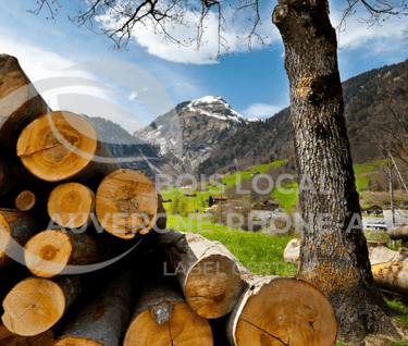 un tas de bûches et de troncs d'arbres empilés les uns sur les autres