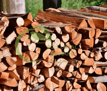 tas de bûches dans une forêt