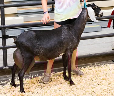 Reserve Recycle Minerva