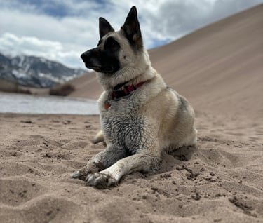 Dog that provides garden services