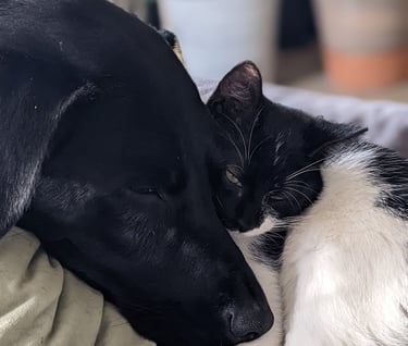 a dog and a cat sleeping on a couch