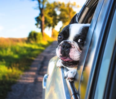 a dog sticking its head out of a car window