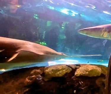 Two sharks swimming pass each other