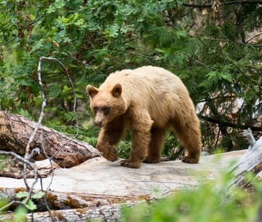 a brown bear cub standing on a log