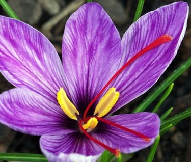 a saffron flower with a yellow center