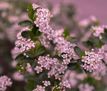a bush with pink sweet alyssum flowers on a sunny day
