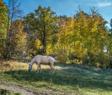 a horse grazing calmly in a field with trees in the background