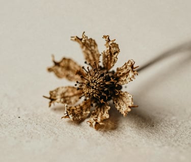 Close-up of a dried wildflower resting on an old, textured paper background (#F8F3EC). Moody, cinematic lighting, heavy grain, minimalist composition with soft charcoal accents (#3E352B).