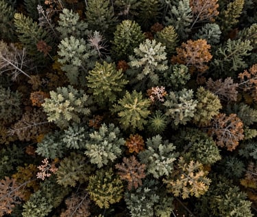 A breathtaking aerial drone photograph of a dense North American forest canopy during the transition to autumn. A mix of forest green, sage, and hints of earth brown foliage. The composition is a flat-lay perspective from high above, creating a natural pattern.