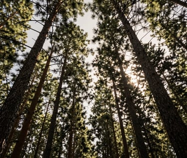 Looking up from the forest floor into a canopy of tall pine trees in the US. Sunlight filters through in sharp rays against an off-white sky. Dark forest green and earth brown palette.