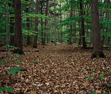 Panoramic view of a dense North American / US forest floor covered in fallen leaves and new growth, tranquil setting, medium green and muted brown color scheme, high-quality landscape style.