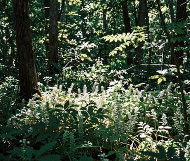 A sun-drenched forest floor with small wild plants and dappled light filtering through the canopy, peaceful and clean North American woodland atmosphere.