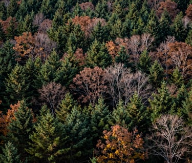 A wide landscape photograph of an autumnal forest in New England, US, with a mix of dark green evergreens and deciduous trees showing subtle hints of brown and muted green.