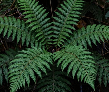 A close-up photograph of lush ferns in the damp forest undergrowth, deep green leaves with detailed texture, soft natural light, North American woodland setting.