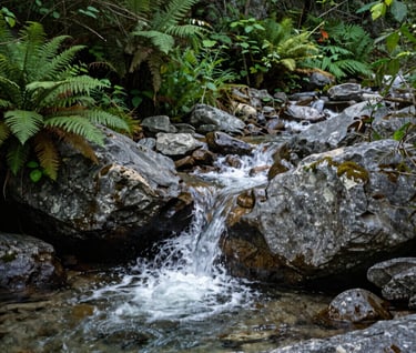 A crisp photograph of a clear mountain stream cascading over grey rocks in a lush North American forest, surrounded by dense medium green vegetation and ferns.