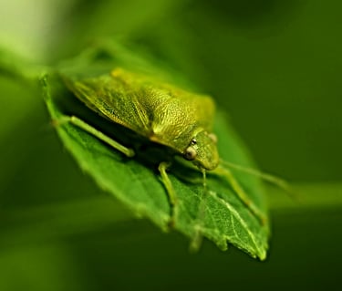 Shield Bugs - Warning, they eat houseplants!