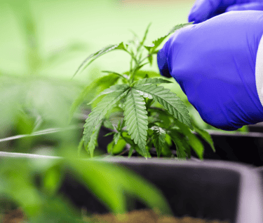 a person in a blue gloved gloved hand holding a marijuana plant