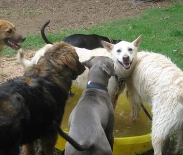 Dogs playing outside at dog day care